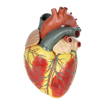 Моделът на човешкото Сърце Анатомическая Свалящ Сърдечни Ултразвукова Модел B Super Сърце Анатомическая Модел