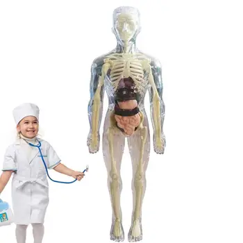 Модел Анатомия на Човека 3D Модел Анатомия на Тялото Реалистична Модел на Човешкото Тяло, На Възраст От 4 Години, Меко Човешкото Тяло За Научни И Образователни Играчки