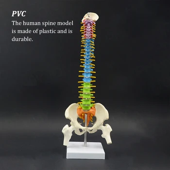 Анатомическая Модел На Гръбначния Стълб Ранното Образование Модел На Гръбначния Стълб Научни Аксесоари