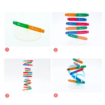 Образователна играчка-Закачка В Колекцията С Двойна Структура Модели на ДНК на Човека